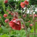 Geum japonicum fleur